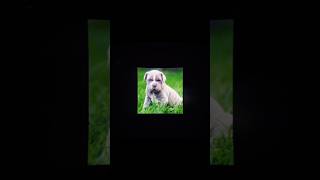 Neapolitan Mastiff  neapolitanmastiff edit template [upl. by Kala860]