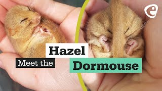 Meet the Hazel Dormouse [upl. by Noirda]