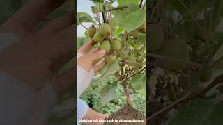 How is kb fruit cultivated  cultivation of kiwi fruit shorts farming [upl. by Akenna]