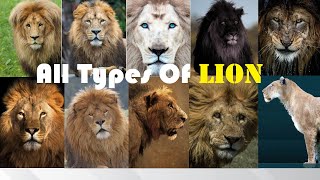 All Types Of Lion  Types Of Living amp Extinct Lion in The World  Living amp Extinct Lion Subspecies [upl. by Elbas]