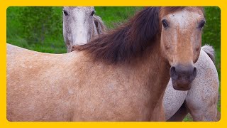 Relax With Wild Horses  Mustang Horse 2 hours RELAXING MUSIC HD 1080P Screensaver [upl. by Lezirg]