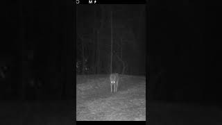 Coyotes on the Prowl Glowing Eyes and Night Sounds  Wild Arkansas [upl. by Okomot]