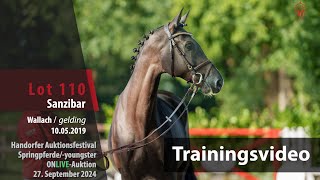 Auktionsfestival Training Lot 110 Sanzibar Wallach v Sandro Junior  Carolus I [upl. by Hsan]