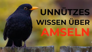 Unnützes Wissen über Amseln [upl. by Ylime386]