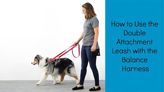 The Perfect Leash for Strong Pullers  How to use the Double Attachment Leash w the Balance Harness [upl. by Carver]