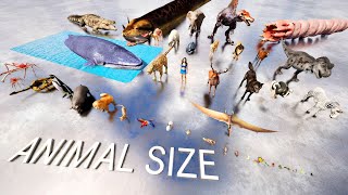 Animals Size Comparison  Real Scale  Smallest to Largest [upl. by Gitel]