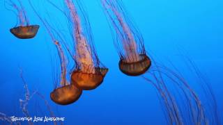 Pacific Sea Nettle  Chrysaora fuscescens [upl. by Mannuela]