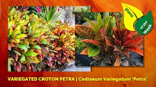 VARIEGATED CROTON PETRA  Codiaeum Variegatum ‘Petra’ [upl. by Templeton]