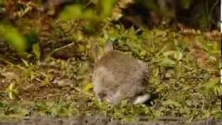 European Rabbit or Common Rabbit Oryctolagus cuniculus  Wildkaninchen 3 [upl. by Runkle]