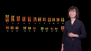 Jeannie Lee Harvard 1  X Chromosome Inactivation Making and Breaking the Silence [upl. by Hamon]