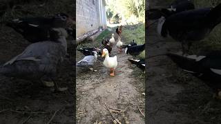 Ducks 🦆ready to go river 🌊 talhakadihat youtubeshorts viralvideo shorts foryou trandingshorts [upl. by Omiseno]