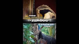 Anteater vs Cassowary shorts 1v1 edit animals [upl. by Eriha]