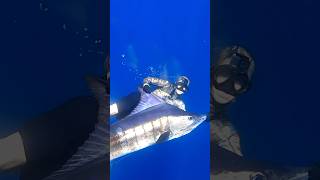 Spear vs HUGE Marlin underwater fishing spearfishing [upl. by Nahttam]