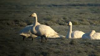 Bewicks Swan Kleine zwaan Roode Polder The Netherlands Luuk Punt 240118 1 [upl. by Ahsiekrats873]