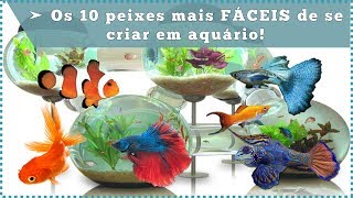 Os 10 peixes mais FÁCEIS de se criar em aquário [upl. by Lletnohs]