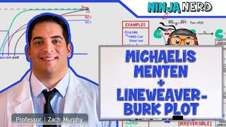 Biochemistry  Michaelis Menten amp LineweaverBurk Plot [upl. by Gold406]