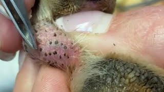 Ingrown Hair on Dog’s Paw [upl. by Tyree24]