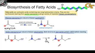 1305 Fatty Acid Biosynthesis Introduction and Condensation [upl. by Wrand]