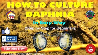 HOW TO CULTURE DAPHNIA In Easy Way [upl. by Scherman]