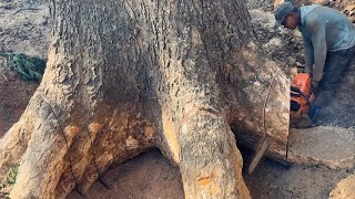 Amazing  Cutting down Giant trembesi trees from start to finish [upl. by Sheffy535]