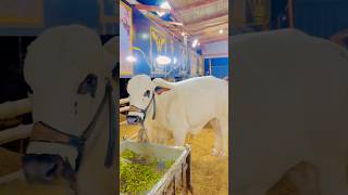 Beautiful Cow Karachi Cow Mandi 2024 Jamel Memon Socity Cow Mandi  Bakra Mandi shorts cowvideos [upl. by Cindy]