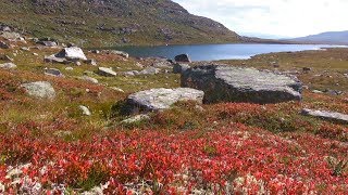 Norwegen Spätsommer im Dovrefjell [upl. by Susette120]