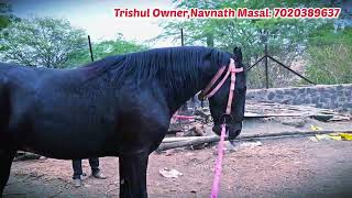 Marwar Horse Breeding Masal Brothers Stud Farm [upl. by Sremmus]