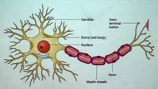 The Aging but Resilient Brain Keeping Neurons Happy [upl. by Roht]