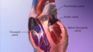 The Heart Valves with Heart amp Circulatory Premium 2 [upl. by Trinidad877]