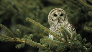 Voices Barred Owl [upl. by Marella]