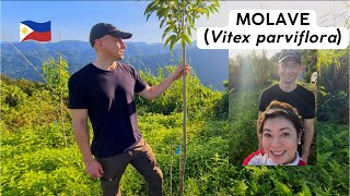 🇵🇭 Molave Tree and Wood Overview Growth after 15 Months Vitex parviflora [upl. by Ainekahs]