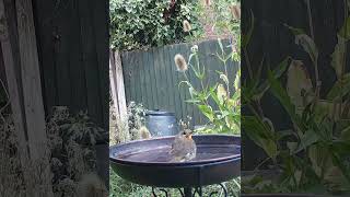 Splash splash Taking a dip in the birdbath robinbird birdbaths [upl. by Glaudia715]