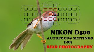 Nikon D500 Auto focus Settings for Bird Photography  Nikon D500 Auto focus System [upl. by Eenor]