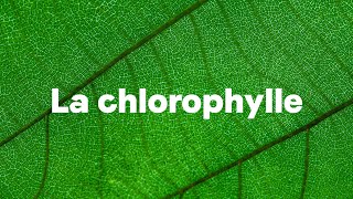 Zoom sur la chlorophylle et ses bienfaits [upl. by Dambro]