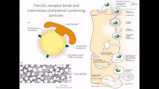 Cholesterol internalization by LDL receptor [upl. by Elleinaj]