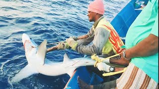 Monster Thresher Shark Fishing In Deep [upl. by Nomelif]