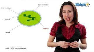 Learn Biology Cells—Chloroplasts [upl. by Glen]