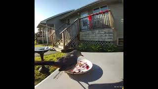 Catbird 2 around 7 am with blueberries and sunflower kernels [upl. by Flip]