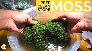 Preparing cleaning and storing moss for terrarium and other botanical projects [upl. by Ericksen]