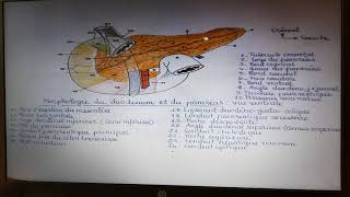 Morphologie externe du duodénum et du pancréas [upl. by Loredana]