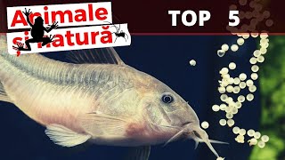 Toti acvaristii au avut aceste specii de pesti [upl. by Marielle]