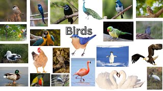 30 Birds with their Names Spelling Pronunciation Pictures Sounds amp Fun facts for Kids Learning [upl. by Andrel]