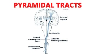 Pyramidal Tract  Lateral and Anterior Corticospinal Tracts [upl. by Leigh]