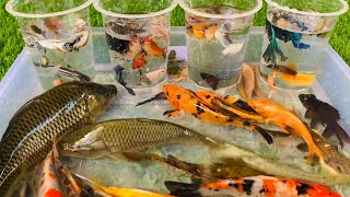 Unboxing Koi fish Betta fish goldfish colorful fish turtles lobsters broomstick fish catfish [upl. by Llewkcor]