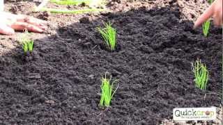 How To Grow Spring Onions  A Handy Step by Step Guide [upl. by Wentworth300]