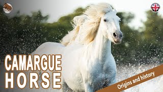 CAMARGUE HORSE one of the last wild horses in France ORIGIN OF THE BREEDS [upl. by Waldemar]