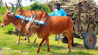 Bullock Cart Heavy Load Ride  Bullock Cart Ride  Bullock Cart Race  Farming Videos Bullock Media [upl. by Elsi570]