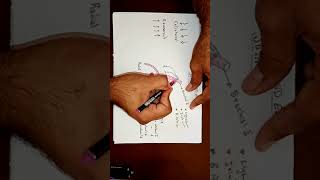 Anastomoses Around The Elbow Joint By Ahmed Belhaj [upl. by Oran878]