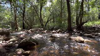 Water flowing over rocky creek stream in summer forest  Green screen background [upl. by Needan]