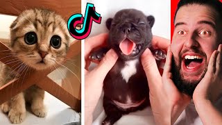 Animales Graciosos En Tik Tok Que Te Harán Reír [upl. by Burley]